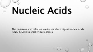 Nucleic Acids
The pancreas also releases nucleases which digest nucleic acids
(DNA, RNA) into smaller nucleosides
 