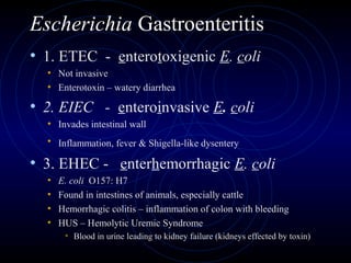 Escherichia Gastroenteritis
• 1. ETEC - enterotoxigenic E. coli
  • Not invasive
  • Enterotoxin – watery diarrhea
• 2. EIEC - enteroinvasive E. coli
  • Invades intestinal wall
  • Inflammation, fever & Shigella-like dysentery

• 3. EHEC - enterhemorrhagic E. coli
  •   E. coli O157: H7
  •   Found in intestines of animals, especially cattle
  •   Hemorrhagic colitis – inflammation of colon with bleeding
  •   HUS – Hemolytic Uremic Syndrome
       • Blood in urine leading to kidney failure (kidneys effected by toxin)
 