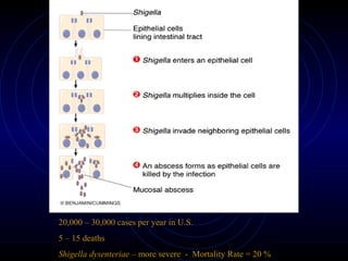 20,000 – 30,000 cases per year in U.S.
5 – 15 deaths
Shigella dysenteriae – more severe - Mortality Rate = 20 %
 