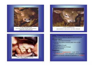 Digestive diseeases of cattle | PDF