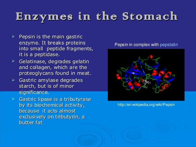 Digestive enzymes
