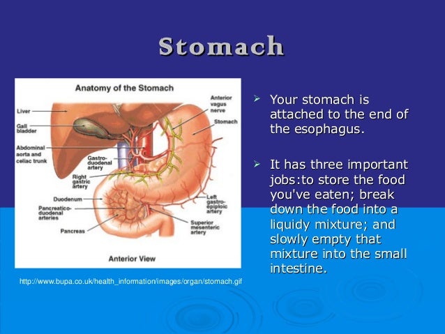 Digestive enzymes