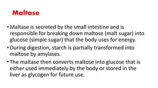 Maltase
•Maltase is secreted by the small intestine and is
responsible for breaking down maltose (malt sugar) into
glucose (simple sugar) that the body uses for energy.
•During digestion, starch is partially transformed into
maltose by amylases.
•The maltase then converts maltose into glucose that is
either used immediately by the body or stored in the
liver as glycogen for future use.
 
