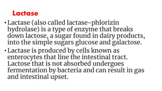 Lactase
• Lactase (also called lactase-phlorizin
hydrolase) is a type of enzyme that breaks
down lactose, a sugar found in dairy products,
into the simple sugars glucose and galactose.
• Lactase is produced by cells known as
enterocytes that line the intestinal tract.
Lactose that is not absorbed undergoes
fermentation by bacteria and can result in gas
and intestinal upset.
 