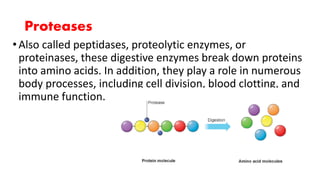 Proteases
•Also called peptidases, proteolytic enzymes, or
proteinases, these digestive enzymes break down proteins
into amino acids. In addition, they play a role in numerous
body processes, including cell division, blood clotting, and
immune function.
 