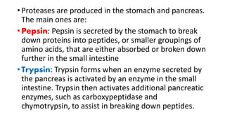 • Proteases are produced in the stomach and pancreas.
The main ones are:
• Pepsin: Pepsin is secreted by the stomach to break
down proteins into peptides, or smaller groupings of
amino acids, that are either absorbed or broken down
further in the small intestine
• Trypsin: Trypsin forms when an enzyme secreted by
the pancreas is activated by an enzyme in the small
intestine. Trypsin then activates additional pancreatic
enzymes, such as carboxypeptidase and
chymotrypsin, to assist in breaking down peptides.
 