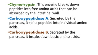 •Chymotrypsin: This enzyme breaks down
peptides into free amino acids that can be
absorbed by the intestinal wall.
•Carboxypeptidase A: Secreted by the
pancreas, it splits peptides into individual amino
acids.
•Carboxypeptidase B: Secreted by the
pancreas, it breaks down basic amino acids.
 