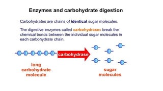 DIGESTIVE ENZYMES.pdf