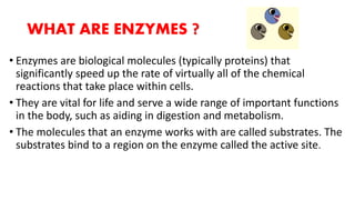 WHAT ARE ENZYMES ?
• Enzymes are biological molecules (typically proteins) that
significantly speed up the rate of virtually all of the chemical
reactions that take place within cells.
• They are vital for life and serve a wide range of important functions
in the body, such as aiding in digestion and metabolism.
• The molecules that an enzyme works with are called substrates. The
substrates bind to a region on the enzyme called the active site.
 