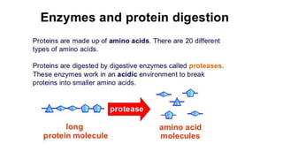 DIGESTIVE ENZYMES.pdf