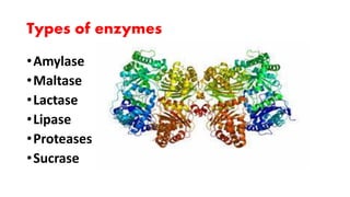Types of enzymes
•Amylase
•Maltase
•Lactase
•Lipase
•Proteases
•Sucrase
 