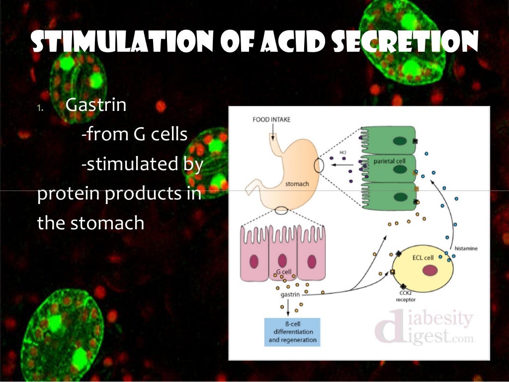 Digestive enzymes and hormones