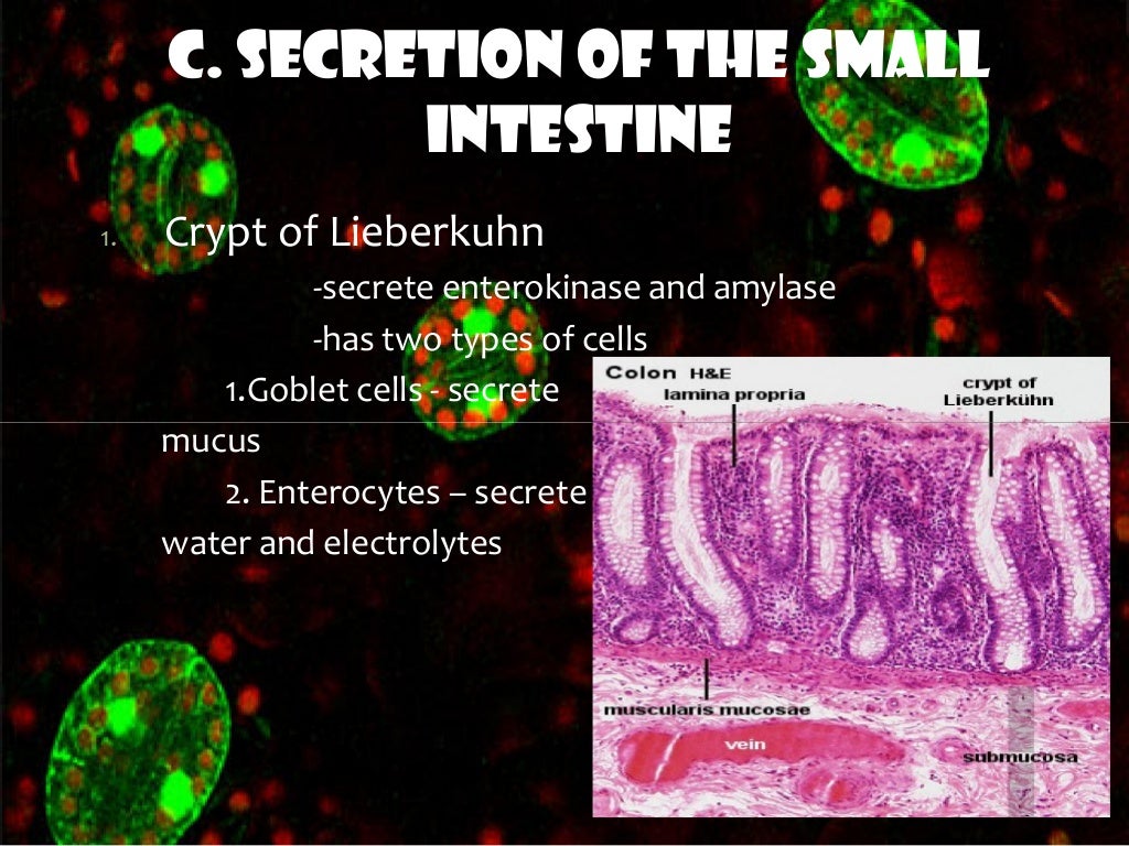 Digestive enzymes and hormones