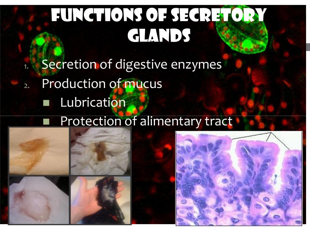 Digestive enzymes and hormones