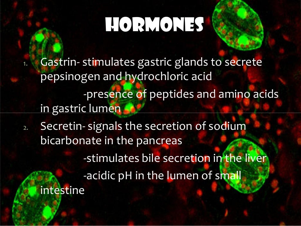 Digestive enzymes and hormones