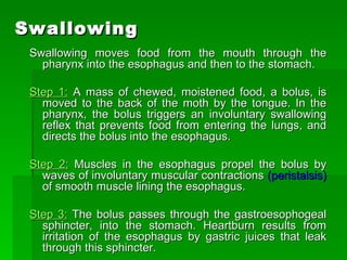 Swallowing Swallowing moves food from the mouth through the pharynx into the esophagus and then to the stomach. Step 1:  A mass of chewed, moistened food, a bolus, is moved to the back of the moth by the tongue. In the pharynx, the bolus triggers an involuntary swallowing reflex that prevents food from entering the lungs, and directs the bolus into the esophagus.  Step 2:  Muscles in the esophagus propel the bolus by waves of involuntary muscular contractions  (peristalsis)  of smooth muscle lining the esophagus.  Step 3:  The bolus passes through the gastroesophogeal sphincter, into the stomach. Heartburn results from irritation of the esophagus by gastric juices that leak through this sphincter.  