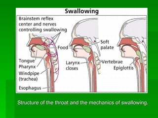 Structure of the throat and the mechanics of swallowing.  