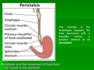 Peristalsis and the movement of food from the mouth to the stomach.  The muscles in the esophagus squeeze the food downward with a wavelike motion, a process referred to as  peristalsis .  