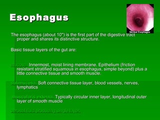 Esophagus The esophagus (about 10") is the first part of the digestive tract proper and shares its distinctive structure.  Basic tissue layers of the gut are: mucosa.  Innermost, moist lining membrane. Epithelium (friction resistant stratified squamous in esophagus, simple beyond) plus a little connective tissue and smooth muscle.  submucosa.  Soft connective tissue layer, blood vessels, nerves, lymphatics  muscularis externa.  Typically circular inner layer, longitudinal outer layer of smooth muscle  serosal fluid producing single layer. 