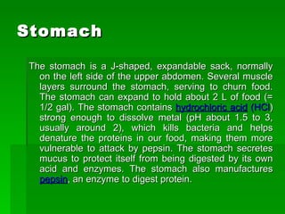 Stomach The stomach is a J-shaped, expandable sack, normally on the left side of the upper abdomen. Several muscle layers surround the stomach, serving to churn food. The stomach can expand to hold about 2 L of food (= 1/2 gal). The stomach contains  hydrochloric acid  (HCl ) strong enough to dissolve metal (pH about 1.5 to 3, usually around 2), which kills bacteria and helps denature the proteins in our food, making them more vulnerable to attack by pepsin. The stomach secretes mucus to protect itself from being digested by its own acid and enzymes. The stomach also manufactures  pepsin , an enzyme to digest protein. 
