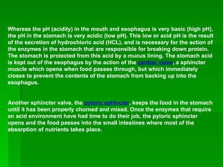 Whereas the pH (acidity) in the mouth and esophagus is very basic (high pH), the pH in the stomach is very acidic (low pH). This low or acid pH is the result of the secretion of hydrochloric acid (HCL), and is necessary for the action of the enzymes in the stomach that are responsible for breaking down protein. The stomach is protected from this acid by a mucus lining. The stomach acid is kept out of the esophagus by the action of the  cardiac valve , a sphincter muscle which opens when food passes through, but which immediately closes to prevent the contents of the stomach from backing up into the esophagus.  Another sphincter valve, the  pyloric sphincter , keeps the food in the stomach until it has been properly churned and mixed. Once the enzymes that require an acid environment have had time to do their job, the pyloric sphincter opens and the food passes into the small intestines where most of the absorption of nutrients takes place.   