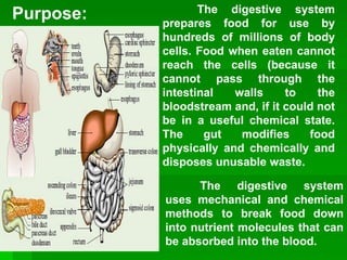 The digestive system prepares food for use by hundreds of millions of body cells. Food when eaten cannot reach the cells (because it cannot pass through the intestinal walls to the bloodstream and, if it could not be in a useful chemical state. The gut modifies food physically and chemically and disposes unusable waste.   Purpose: The digestive system uses mechanical and chemical methods to break food down into nutrient molecules that can be absorbed into the blood.   