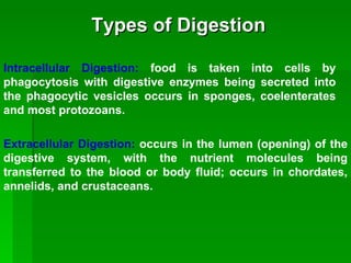 Types of Digestion Intracellular Digestion:  food is taken into cells by phagocytosis with digestive enzymes being secreted into the phagocytic vesicles occurs in sponges, coelenterates and most protozoans. Extracellular Digestion:  occurs in the lumen (opening) of the digestive system, with the nutrient molecules being transferred to the blood or body fluid; occurs in chordates, annelids, and crustaceans. 