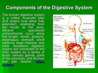 Components of the Digestive System  The human digestive system is a coiled, muscular tube (6-9 meters long when fully extended) extending from the mouth to the anus. Several specialized compartments occur along this length: mouth, pharynx, esophagus, stomach, small intestine, large intestine, and anus. Accessory digestive organs are connected to the main system by a series of ducts: salivary glands, parts of the pancreas, and the liver and gall bladder  ( bilary system ). 