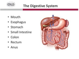 The Digestive SystemMouthEsophagusStomachSmall IntestineColonRectumAnus