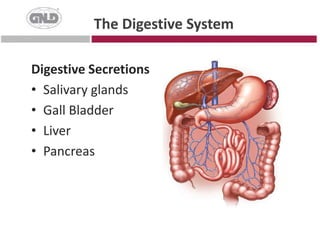 The Digestive SystemDigestive SecretionsSalivary glandsGall BladderLiverPancreas