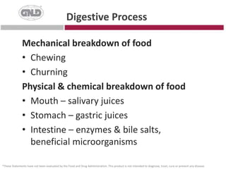 Digestive ProcessMechanical breakdown of foodChewingChurningPhysical & chemical breakdown of foodMouth – salivary juicesStomach – gastric juicesIntestine – enzymes & bile salts, beneficial microorganisms*These Statements have not been evaluated by the Food and Drug Administration. This product is not intended to diagnose, treat, cure or prevent any disease.