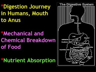 * Digestion Journey  in Humans, Mouth  to Anus * Mechanical and  Chemical Breakdown  of Food * Nutrient Absorption   