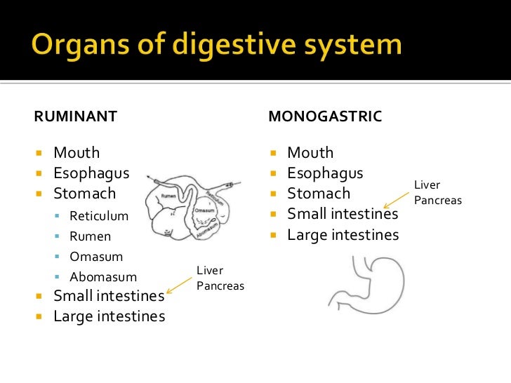 Digestive physiology