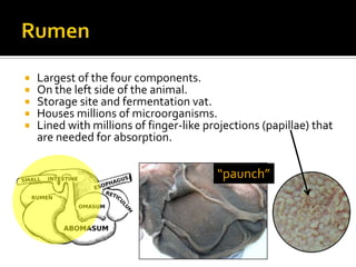    Largest of the four components.
   On the left side of the animal.
   Storage site and fermentation vat.
   Houses millions of microorganisms.
   Lined with millions of finger-like projections (papillae) that
    are needed for absorption.

                                         “paunch”
 