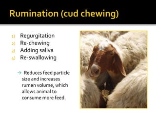 1)    Regurgitation
2)    Re-chewing
3)    Adding saliva
4)    Re-swallowing

      Reduces feed particle
       size and increases
       rumen volume, which
       allows animal to
       consume more feed.
 