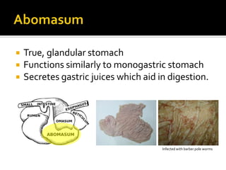   True, glandular stomach
   Functions similarly to monogastric stomach
   Secretes gastric juices which aid in digestion.




                                       Infected with barber pole worms
 