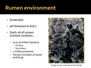    Anaerobic
   pH between 6 and 7
   Each ml of rumen
    content contains…

     10 to 50 billion bacteria
      ▪ Primary
      ▪ Secondary
     1 million protozoa
     Various numbers of yeast
      and fungi

                                  Image source: Lock Haven University
 