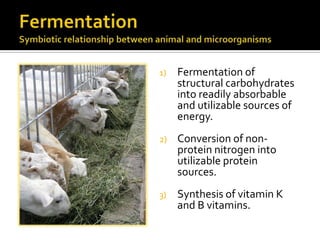 1)   Fermentation of
     structural carbohydrates
     into readily absorbable
     and utilizable sources of
     energy.
2)   Conversion of non-
     protein nitrogen into
     utilizable protein
     sources.
3)   Synthesis of vitamin K
     and B vitamins.
 