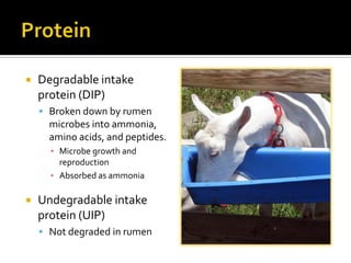    Degradable intake
    protein (DIP)
     Broken down by rumen
      microbes into ammonia,
      amino acids, and peptides.
      ▪ Microbe growth and
        reproduction
      ▪ Absorbed as ammonia

   Undegradable intake
    protein (UIP)
     Not degraded in rumen
 
