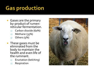    Gases are the primary
    by-product of rumen-
    reticular fermentation.
    1)   Carbon dioxide (60%)
    2)   Methane (35%)
    3)   Others (5%)

   These gases must be
    eliminated from the
    body to maintain the
    health and even life of
    the ruminant.
    1)   Eructation (belching)
    2)   Respiration
 