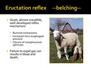    Quiet, almost inaudible,
    well-developed reflex
    mechanism.

     Ruminal contractions
     Increased intra-esophageal
      pressure
     Closure of nasopharyneal
      sphincter.

   Failure to expel gas can
    results in bloat and
    death.
 