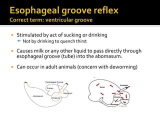    Stimulated by act of sucking or drinking
     Not by drinking to quench thirst

   Causes milk or any other liquid to pass directly through
    esophageal groove (tube) into the abomasum.
   Can occur in adult animals (concern with deworming)
 