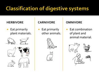 HERBIVORE              CARNIVORE            OMNIVORE

   Eat primarily         Eat primarily       Eat combination
    plant materials.       other animals.       of plant and
                                                animal material.
 