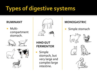 RUMINANT                               MONOGASTRIC

   Multi-                                Simple stomach
    compartment
    stomach.

                  HIND GUT
                  FERMENTOR
                     Simple
                      stomach, but
                      very large and
                      complex large
                      intestine.
 