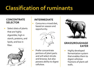 CONCENTRATE                  INTERMEDIATE
    SELECTOR                    Consume a mixed diet,
                                 based on season and
   Select diets of plants       opportunity.
    that are highly
    digestible; high in
    starch, proteins, and
    lipids; and low in
                                                             GRASS/ROUGHAGE
    fiber.                                                             EATER
                                Prefer concentrate             Highly developed
                                 portions of plant parts         fermentation system
                                 and will select shrubs          that enables them to
                                 and browse, but also            digest cellulose
                                 possess ability to digest       fractions of plant cell
                                 cellulose.                      walls.
 