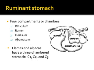    Four compartments or chambers
    1) Reticulum
    2) Rumen
    3) Omasum
    4) Abomasum


 Llamas and alpacas
  have a three-chambered
  stomach: C1, C2, and C3
 