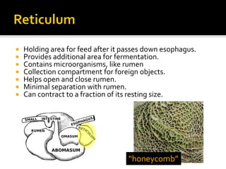    Holding area for feed after it passes down esophagus.
   Provides additional area for fermentation.
   Contains microorganisms, like rumen
   Collection compartment for foreign objects.
   Helps open and close rumen.
   Minimal separation with rumen.
   Can contract to a fraction of its resting size.




                                    “honeycomb”
 