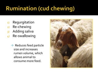1)    Regurgitation
2)    Re-chewing
3)    Adding saliva
4)    Re-swallowing

      Reduces feed particle
       size and...