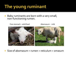    Baby ruminants are born with a very small,
    non-functioning rumen.
      Fore stomach - solid food   Abomasum - mil...