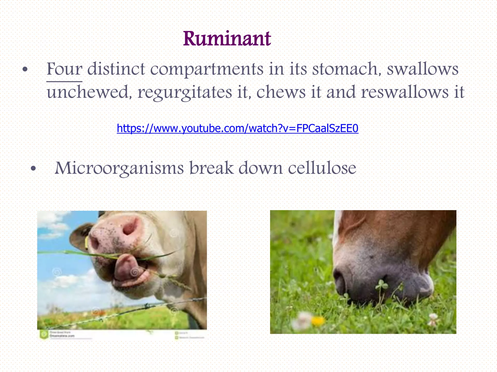 Digestive physiology of farm animals | PPTX